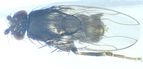 Leptocera caenosa